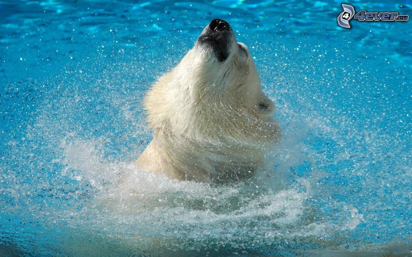 isbjörn, vatten