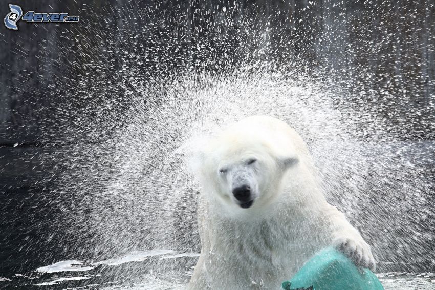 isbjörn, vatten