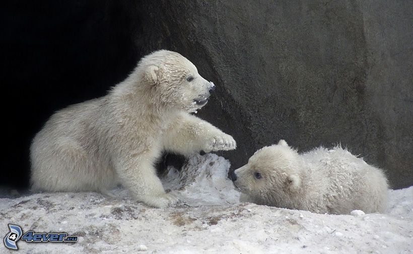 isbjörnar, klippa