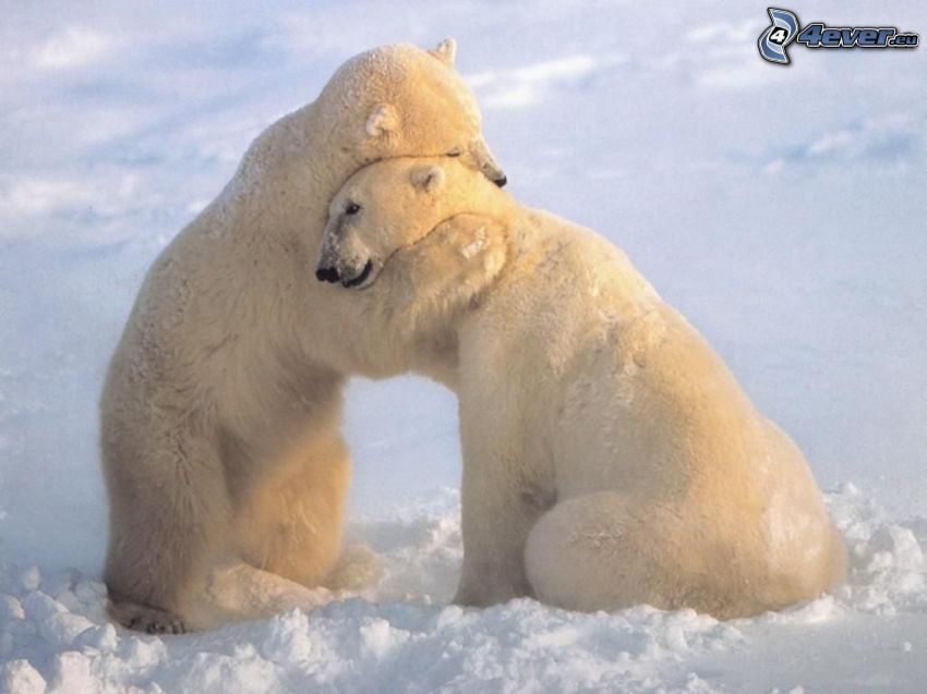 isbjörnar, kram, snö