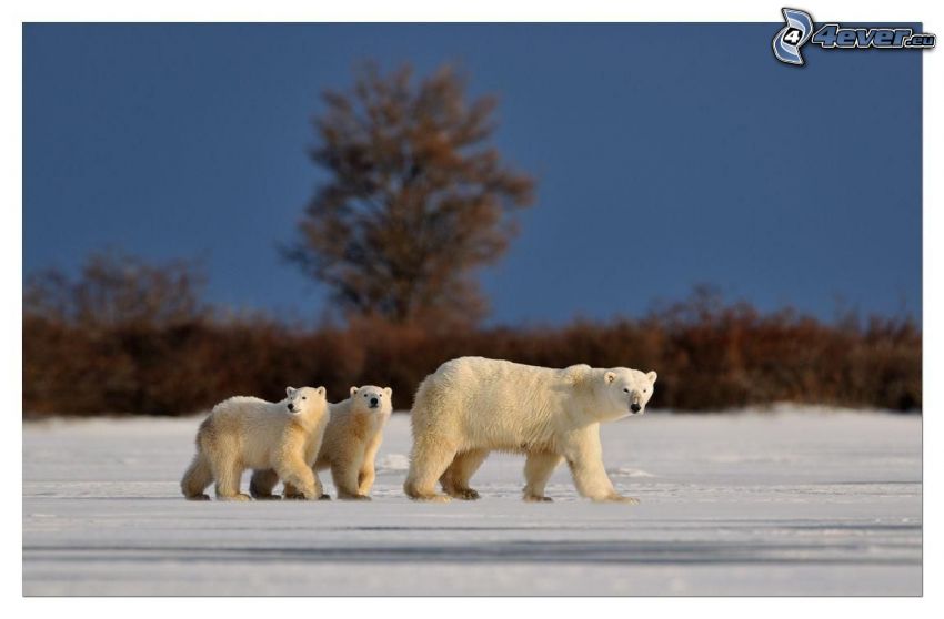 isbjörnar, ungar, snö