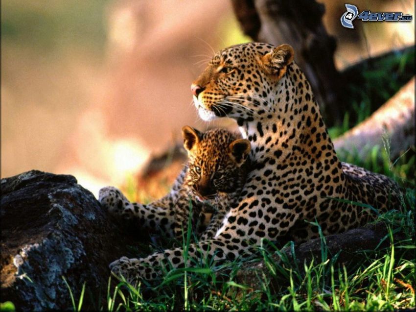 jaguar, unge, vildmark