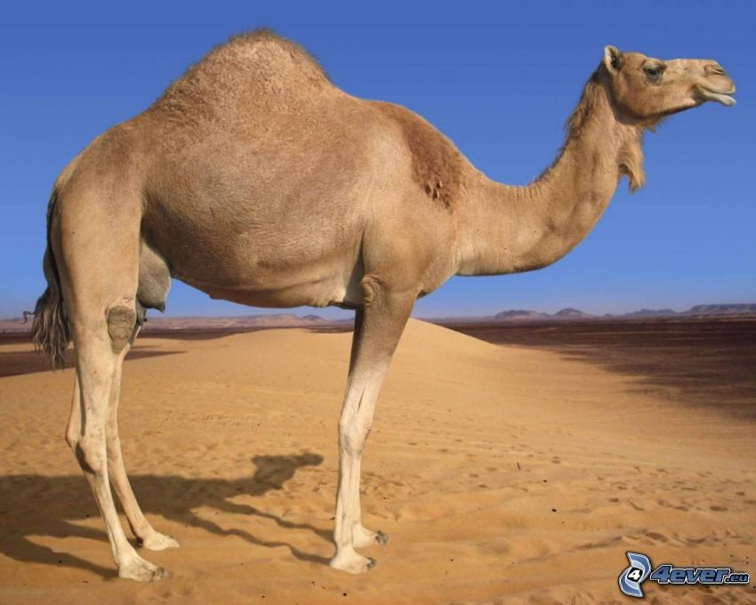 kamel, öken