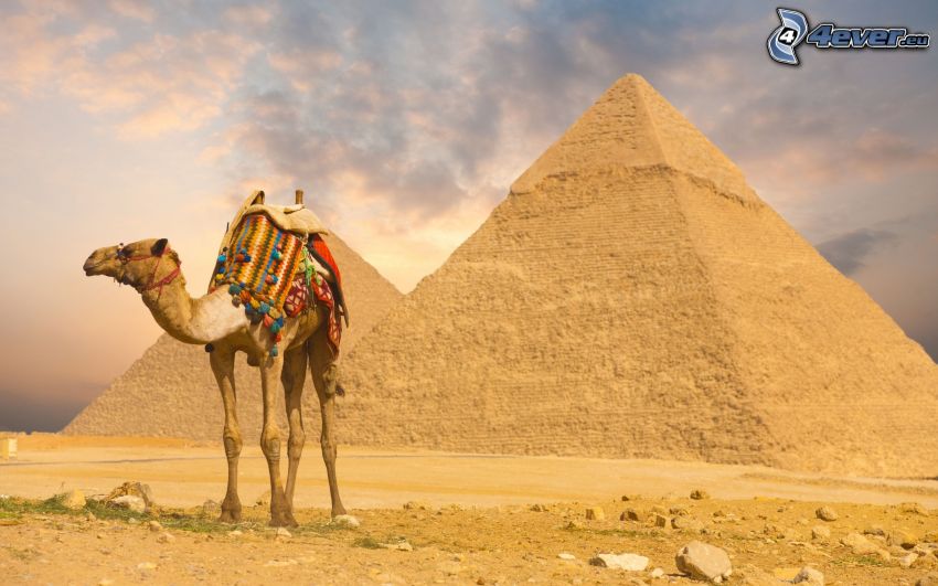 kamel, pyramider