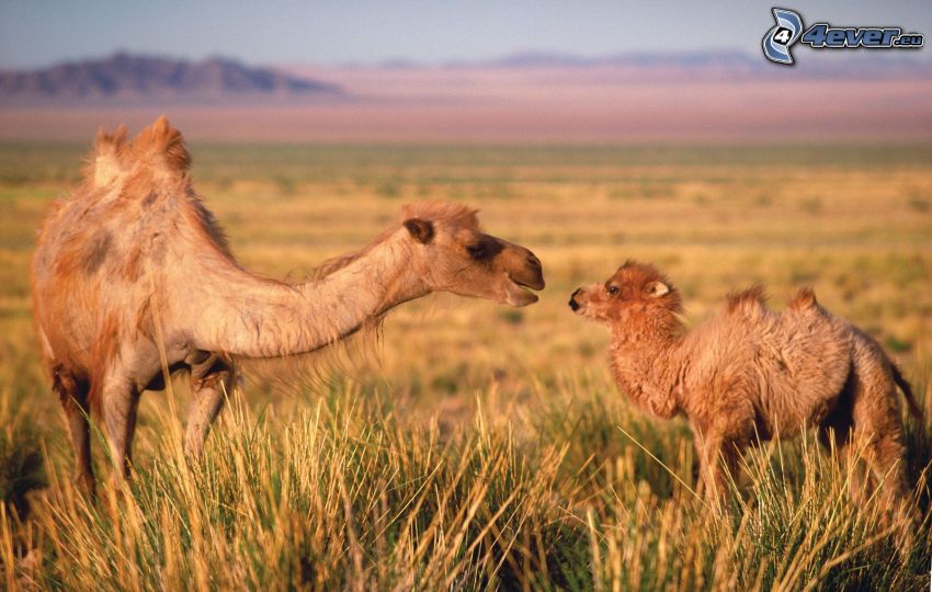 kameler, kamelunge, äng
