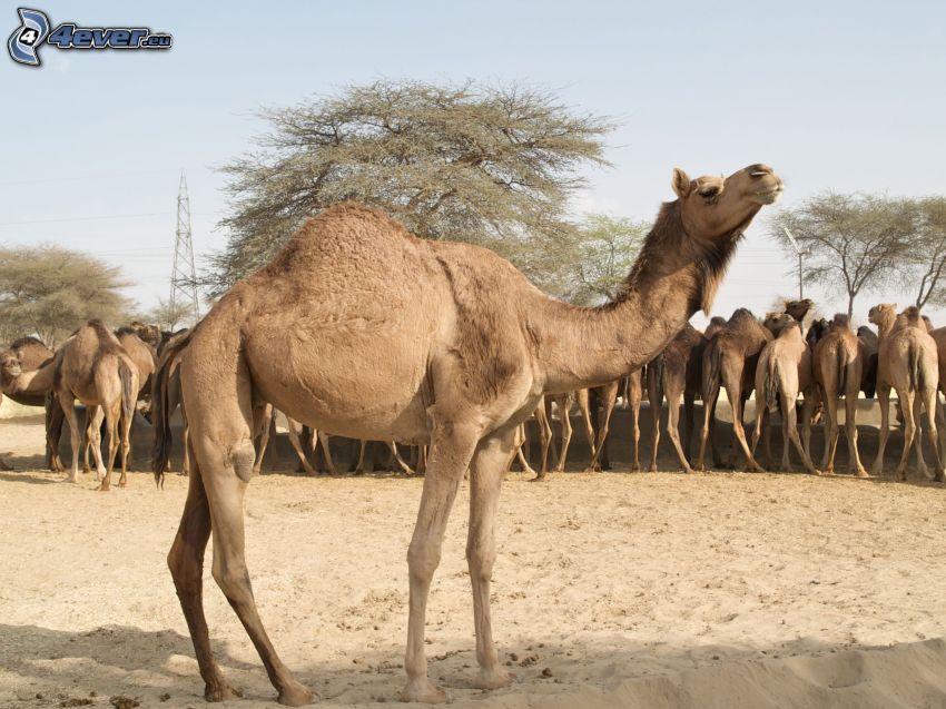 kameler, sand