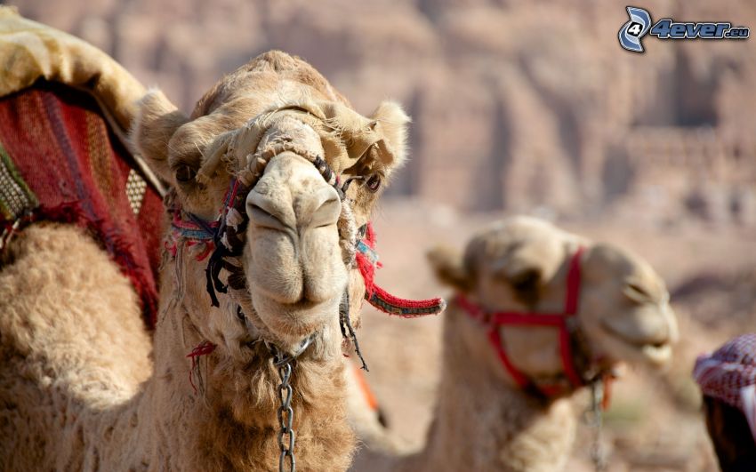 kameler