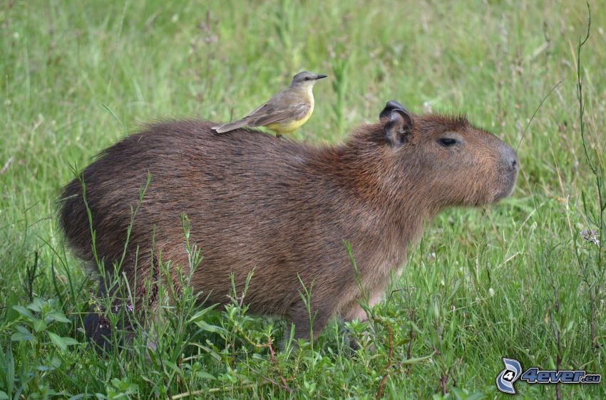 kapybara, fågel