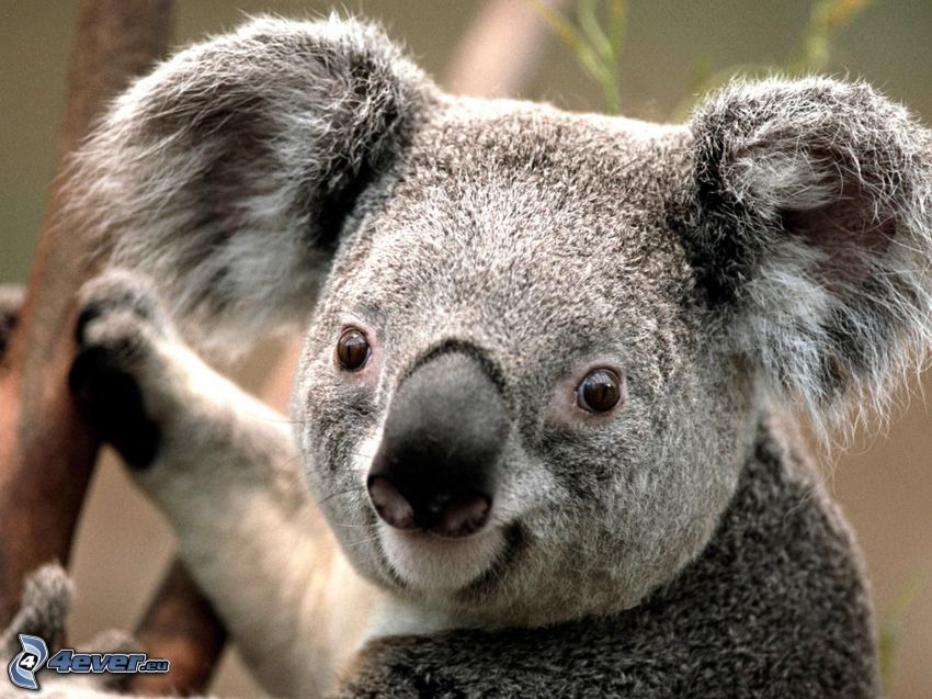 koala, däggdjur