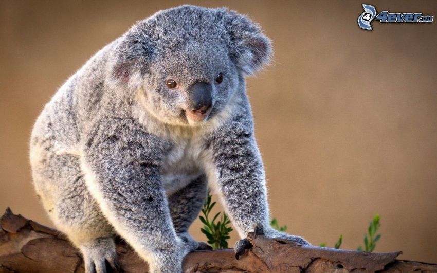 koala, stam