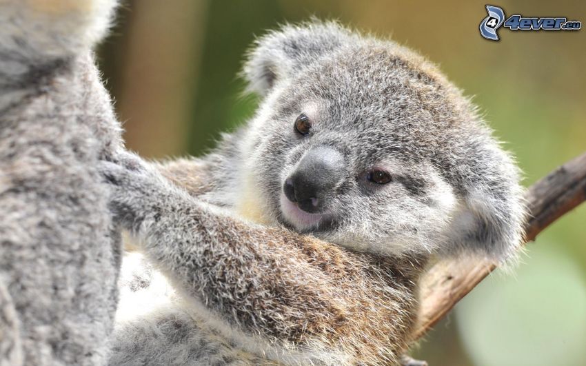 koala, unge