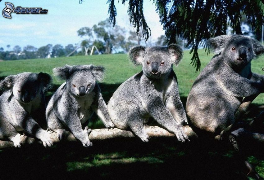 koalor