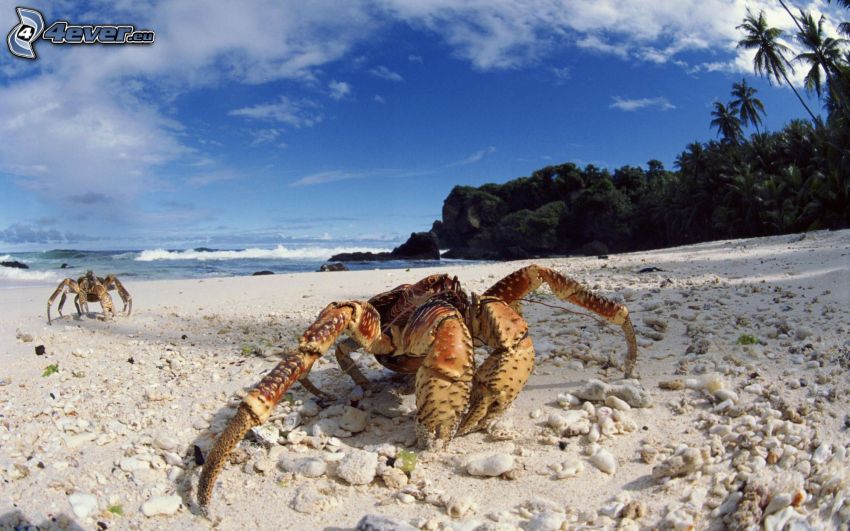 krabba på strand, sandstrand