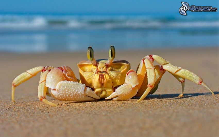 krabba på strand
