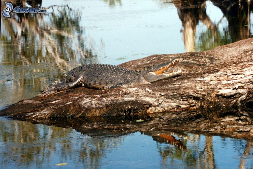 krokodil, klippa, vatten