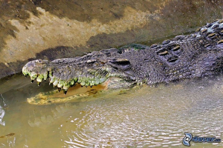 krokodil, vatten