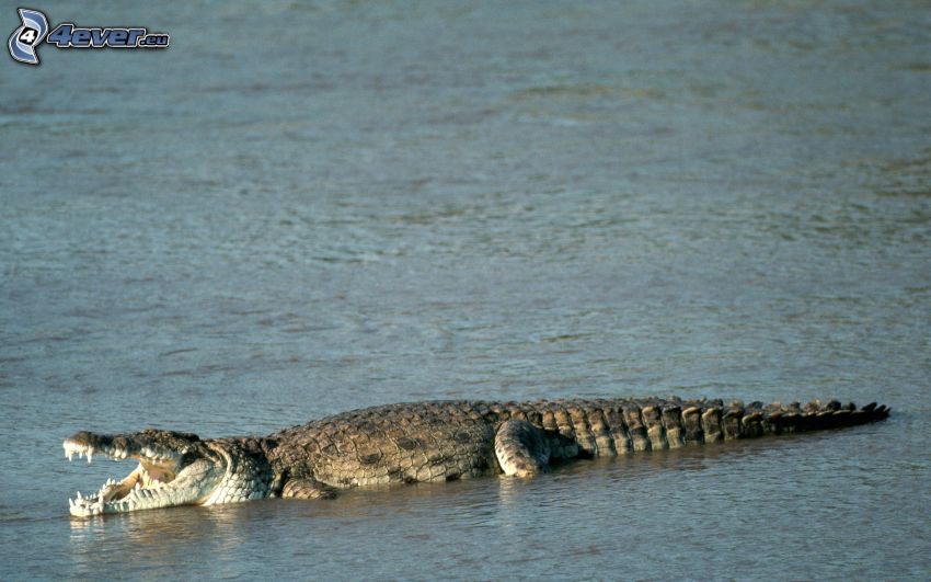 krokodil, vatten