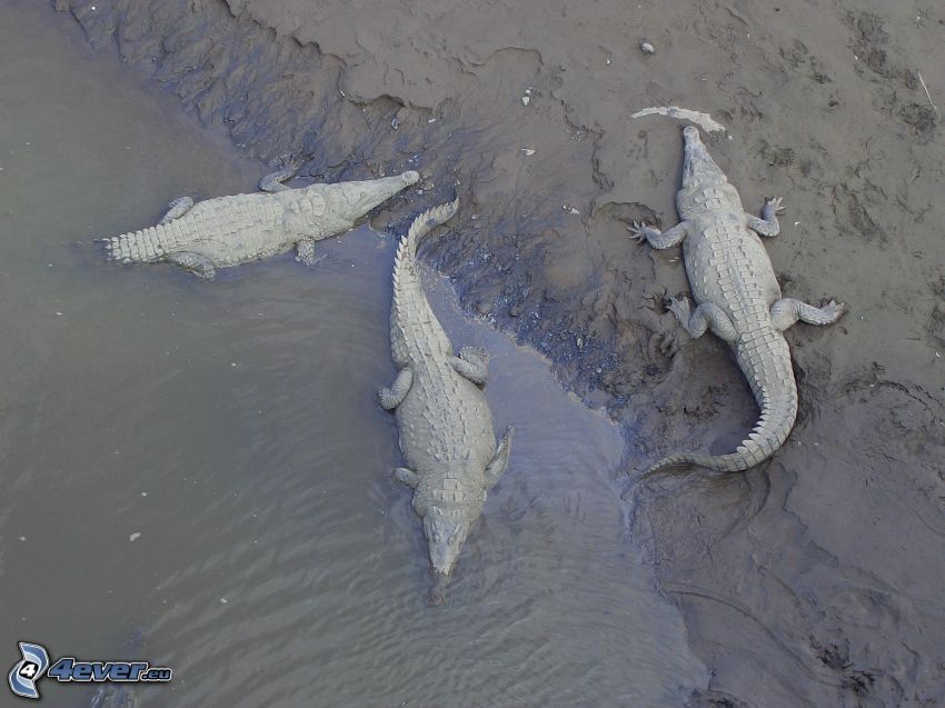 krokodiler, vatten, strand