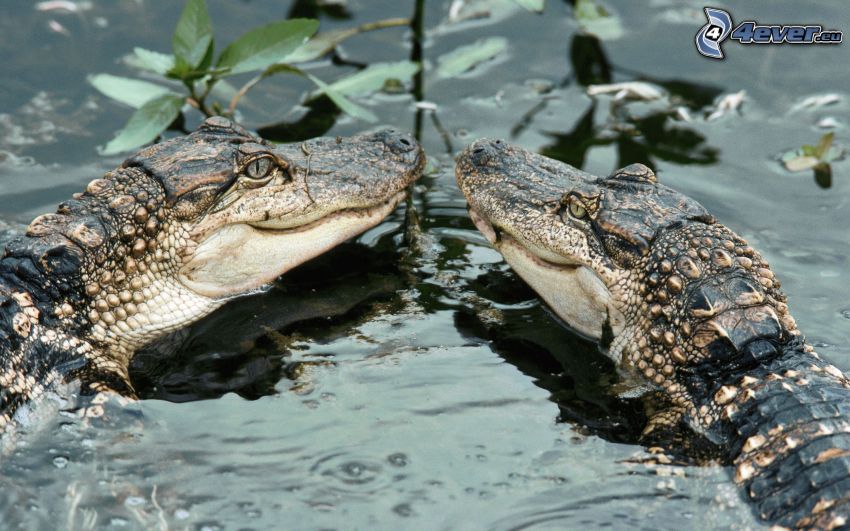 krokodiler, vatten