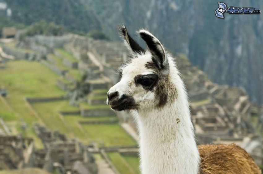 lama, Machu Picchu
