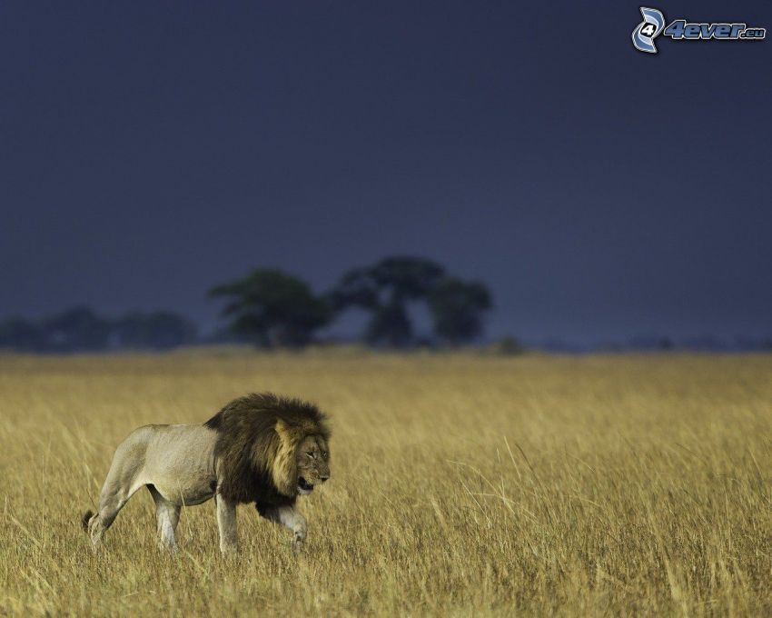 lejon, savann