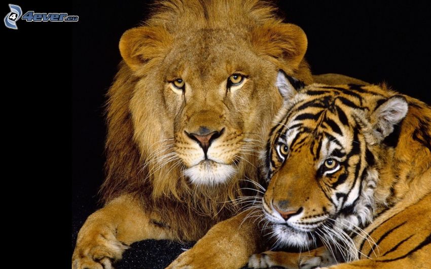 lejon, tiger