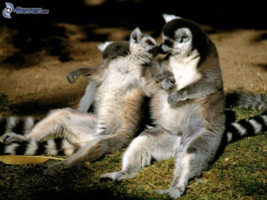 lemurer, kärlek