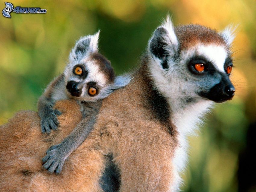 lemurer, unge