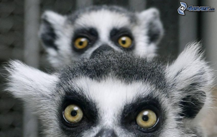 lemurer