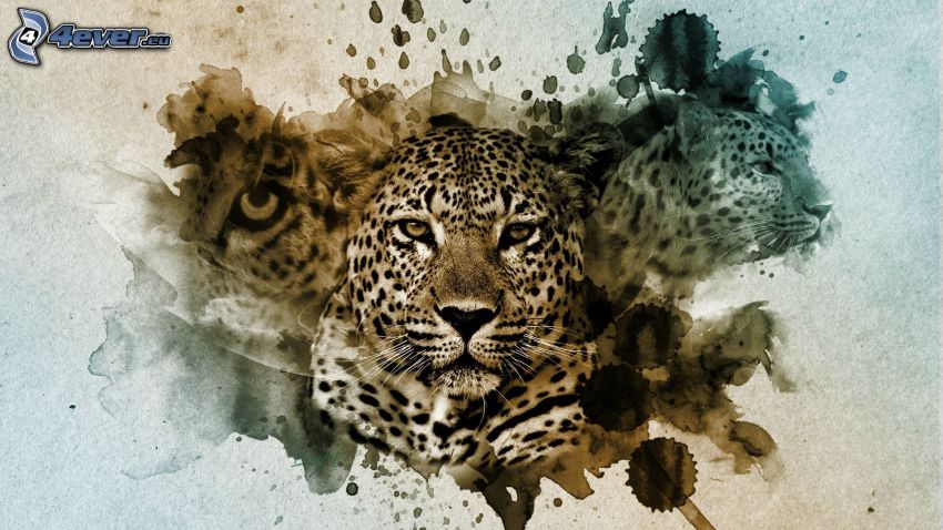leopard, fläckar