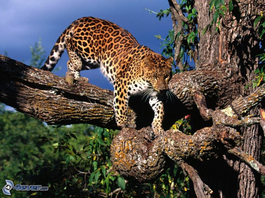 leopard, grenar, träd