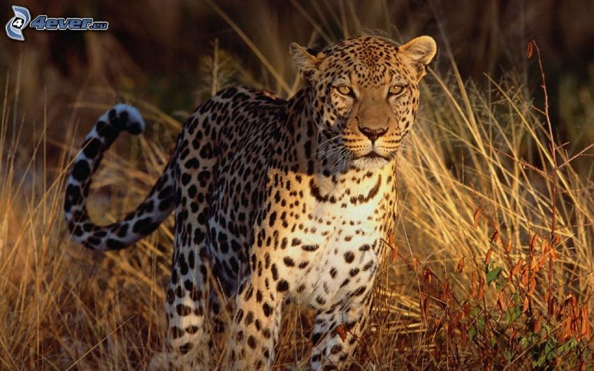 leopard, högt gräs