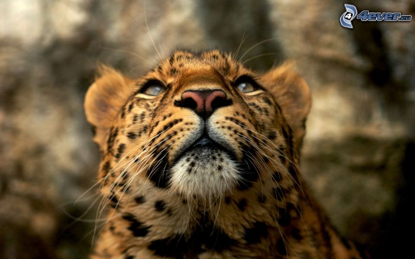 leopard, huvud