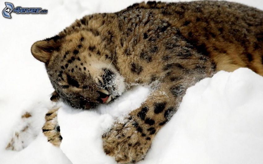 leopard, snö