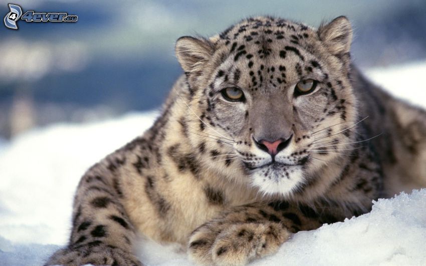 leopard, snö