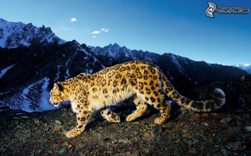 leopard, snöklädda berg