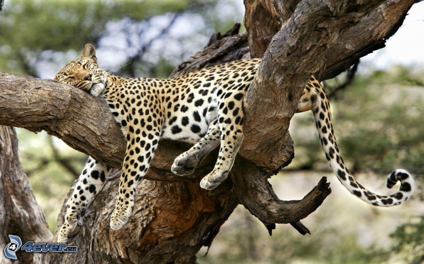 leopard, sömn, uttorkade träd