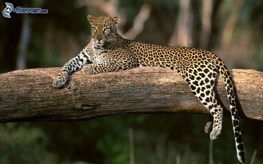 leopard, trä