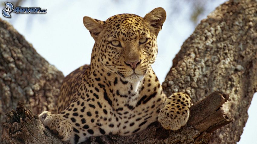 leopard, träd