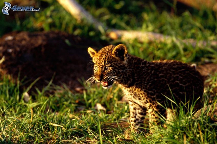 leopard, unge, gräs