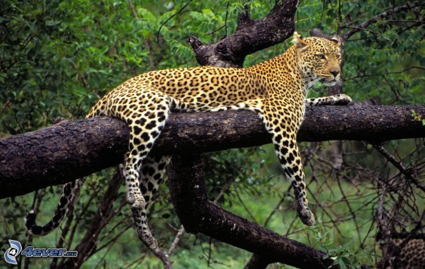 leopard i träd