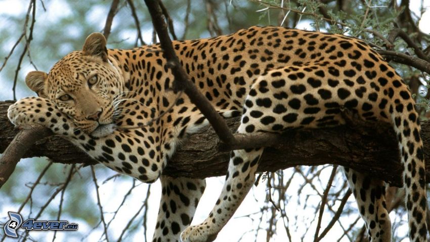leopard i träd