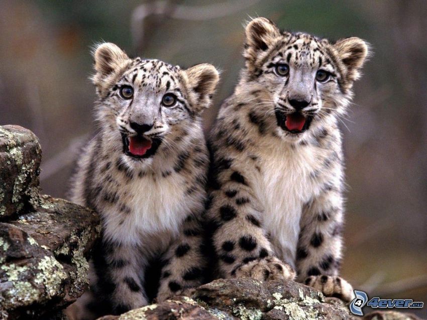leoparder, ungar