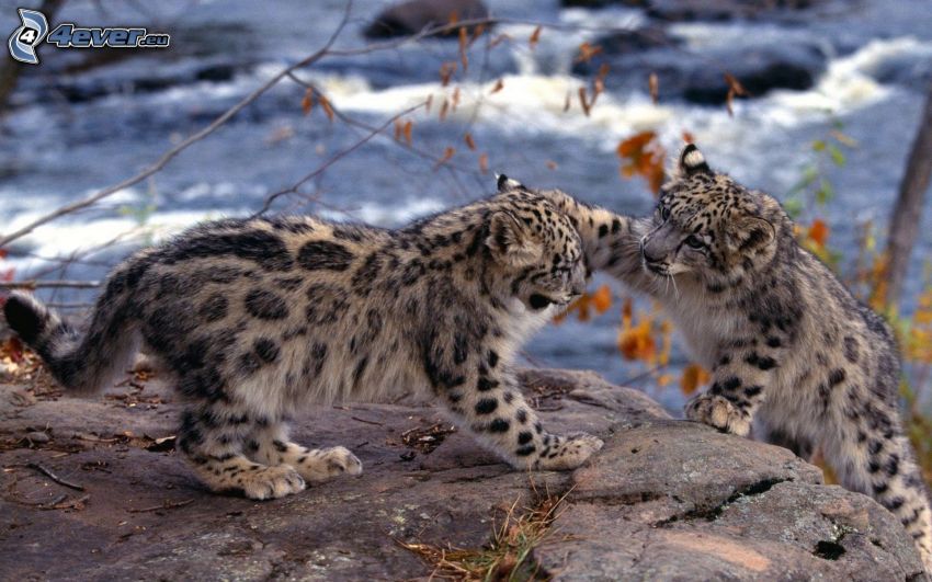 leoparder, ungar