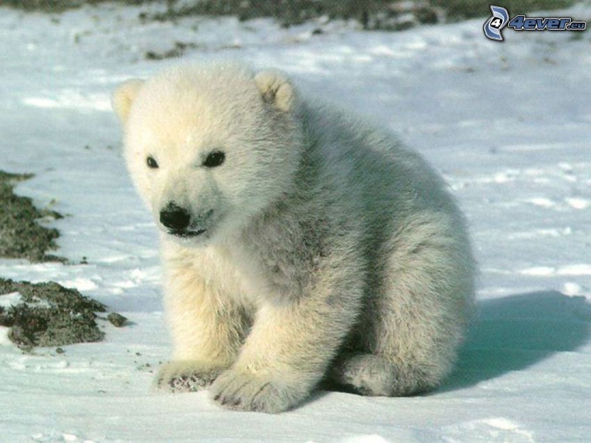 liten björn, unge, isbjörn, Nordpolen, vinter, snö
