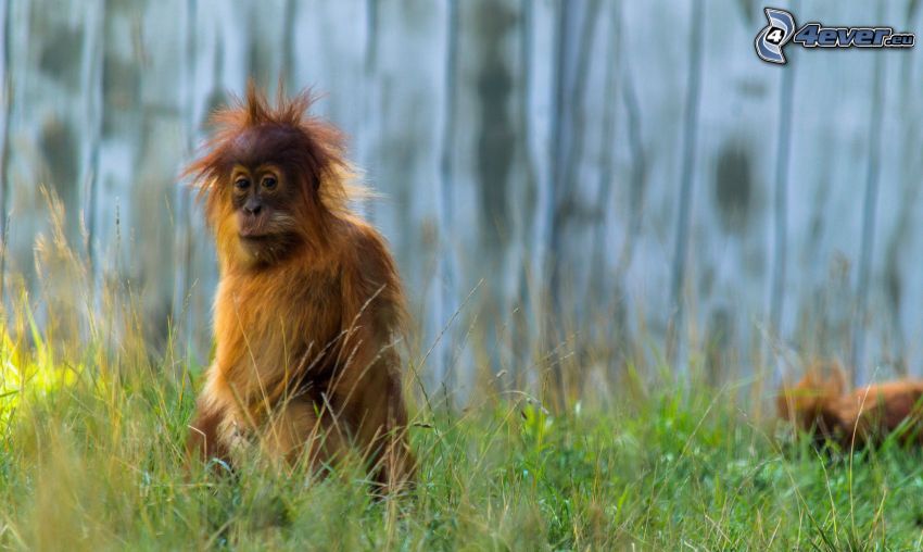 orangutang, gräs