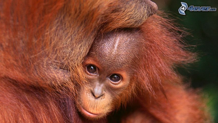 orangutanger, unge