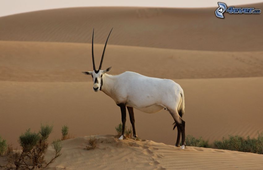 oryx, öken