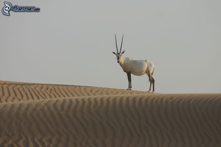 oryx, öken