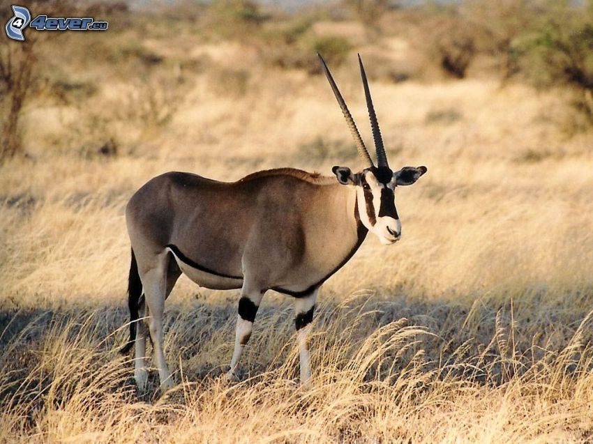 oryx, torrt gräs